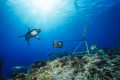 Gli squali? Funzionalmente estinti nelle barriere coralline