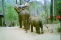 Elefante asiatico: non solo l’avorio, anche l’addomesticamento uccide