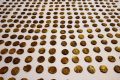 Inghilterra: osservatore di uccelli scopre 1.300 monete d’oro di epoca romana
