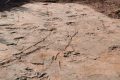 Cina: emergono oltre 240 impronte di dinosauri. É il sito più grande mai scoperto nel paese