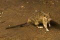 Australia: l’incubo della peste dei topi continua