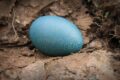 Australia: trovato un uovo di un uccello estinto da più di 200 anni
