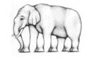 Quante zampe ha l’elefante? L’illusione di uno psicologo americano che fa discutere