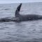 California: una balena esplode ‘per cause naturali’. Il video