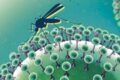 Virus Zika: 89 contagiati in India. Al via test di massa