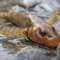 Romania: scoperti 12 esemplari di asprete, il pesce più antico al mondo