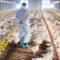 Il Giappone ucciderà circa 130.000 polli a causa dell’epidemia di influenza aviaria