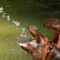 Due ippopotami positivi al COVID in Belgio. È  il primo caso al mondo
