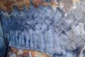 Il fossile di un gigantesco millepiedi di oltre 2,5 metri scoperto in Inghilterra