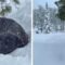 Cane scomparso da 4 mesi trovato ancora vivo sotto 1,5 metri di neve