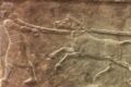 Un misterioso ibrido di asino veniva usato in Mesopotamia prima dei cavalli