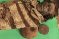 Svelati segreti delle mummie sudamericane analizzando la “colla” dei loro pidocchi
