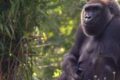 Uno degli zoo più antichi del Regno Unito chiude i battenti dopo 186 anni: gli animali saranno trasferiti
