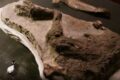 Scoperto il fossile di un dinosauro morto lo stesso giorno dell’impatto del meteorite sulla Terra