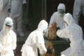 Cina: segnalato primo caso al mondo di influenza aviaria nell’uomo