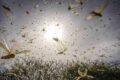 Invasione di locuste in Sardegna, l’allarme degli agricoltori: ‘Mai così tante’