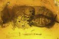 Nuova specie di coleottero, risalente a 95 milioni di anni fa, scoperta in Siberia