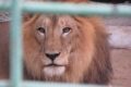 Giamaica: il guardiano di uno zoo infila mano nella gabbia del leone, ma gli mozza un dito [VIDEO]