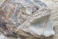 Straordinaria scoperta in un prato per il pascolo: trovati fossili eccezionali di 180 milioni di anni