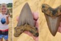 Un bambino di 8 anni scopre il dente di uno squalo gigante