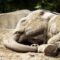 India: elefanti si “ubriacano” dopo aver bevuto liquore in un villaggio