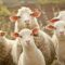 Le pecore sono animali ‘democratici’: cambiamo periodicamente il loro capo