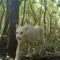 Puma bianco: incredibile avvistamento in Brasile